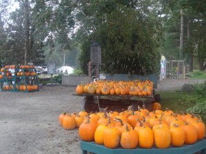 Glastonbury CT pumpkins